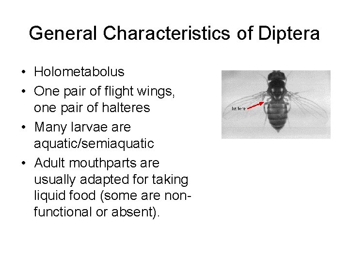 General Characteristics of Diptera • Holometabolus • One pair of flight wings, one pair