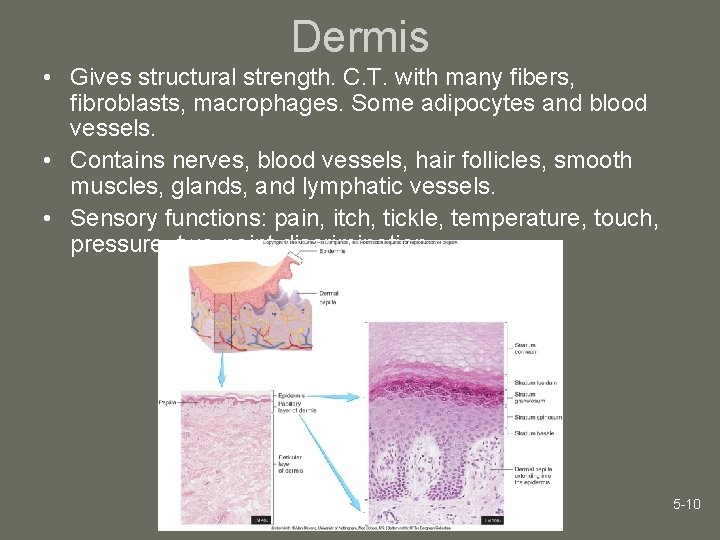 Dermis • Gives structural strength. C. T. with many fibers, fibroblasts, macrophages. Some adipocytes