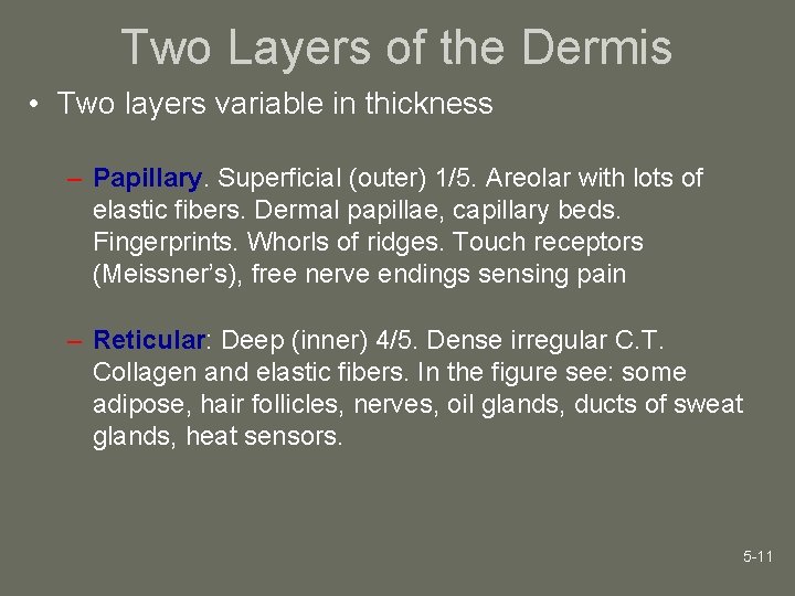 Two Layers of the Dermis • Two layers variable in thickness – Papillary. Superficial
