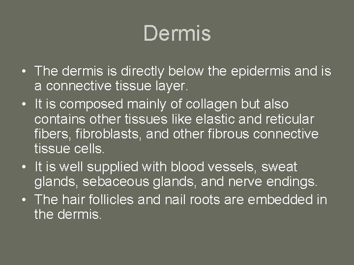 Dermis • The dermis is directly below the epidermis and is a connective tissue