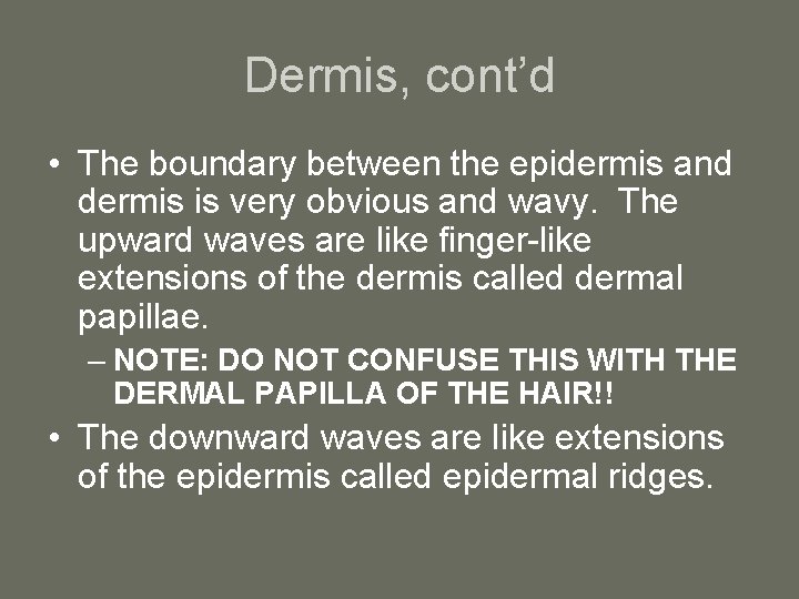 Dermis, cont’d • The boundary between the epidermis and dermis is very obvious and