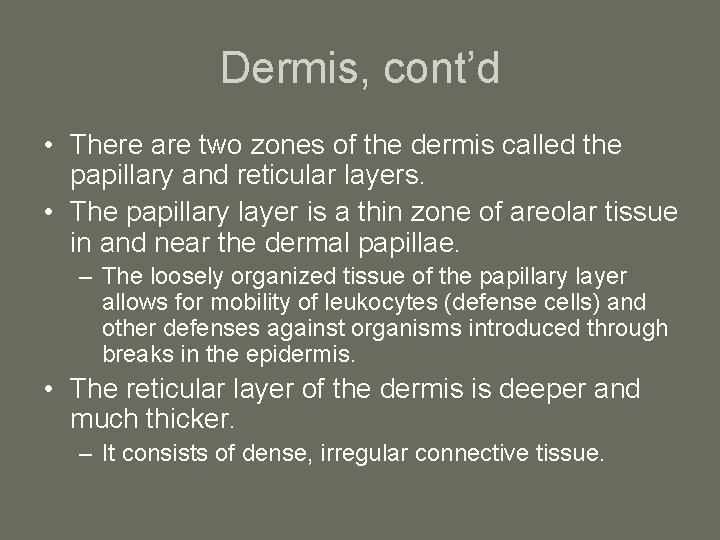 Dermis, cont’d • There are two zones of the dermis called the papillary and