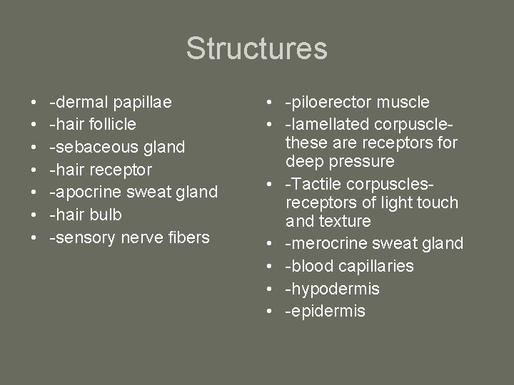 Structures • • -dermal papillae -hair follicle -sebaceous gland -hair receptor -apocrine sweat gland