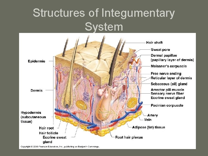 Structures of Integumentary System 