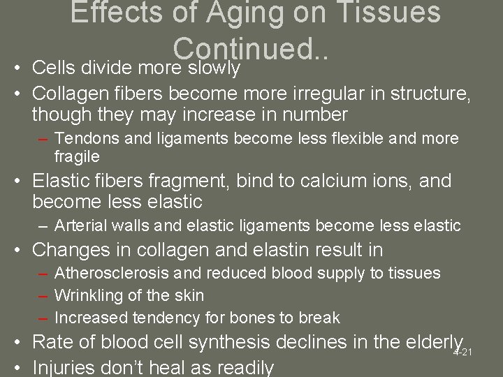 Effects of Aging on Tissues Continued. . Cells divide more slowly • • Collagen