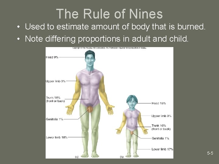 The Rule of Nines • Used to estimate amount of body that is burned.