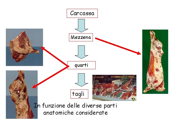 Carcassa Mezzena quarti tagli In funzione delle diverse parti anatomiche considerate 