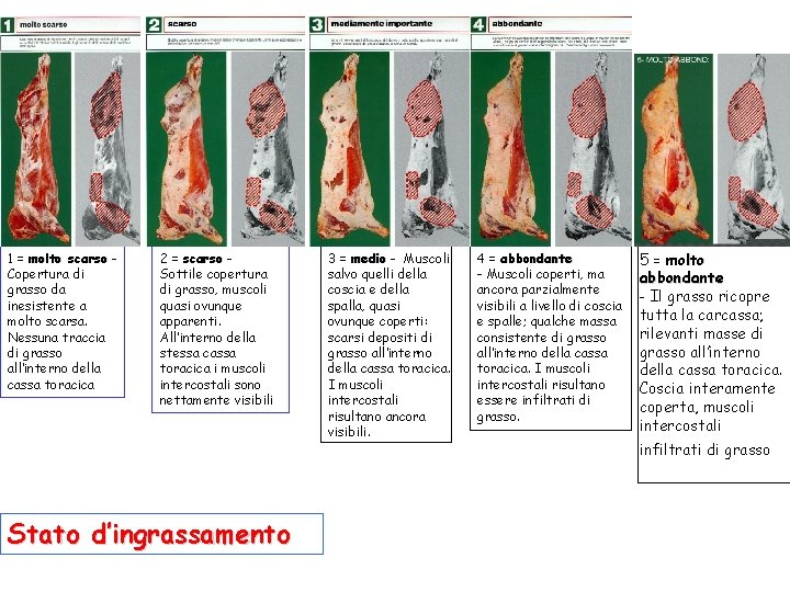 1 = molto scarso Copertura di grasso da inesistente a molto scarsa. Nessuna traccia