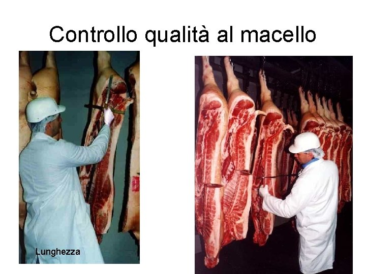 Controllo qualità al macello Lunghezza 