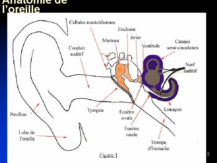 Anatomie de l’oreille 3 et 18 MAI 2006 CH MEAUX Dr KHODJABACH 3 