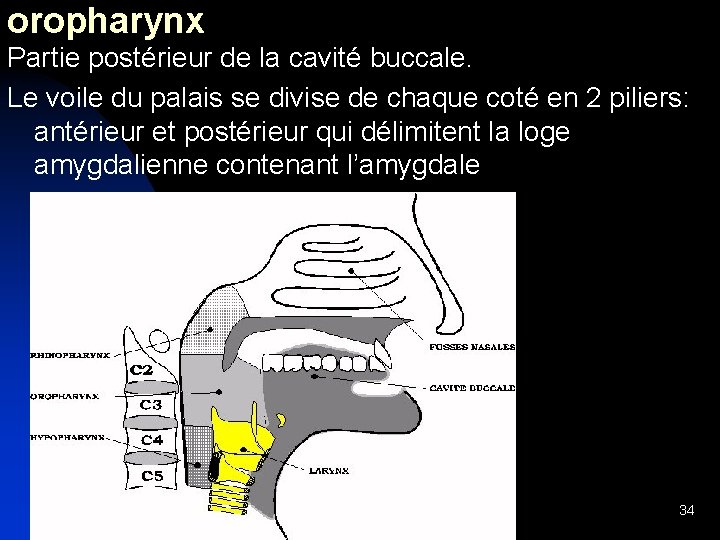 oropharynx Partie postérieur de la cavité buccale. Le voile du palais se divise de