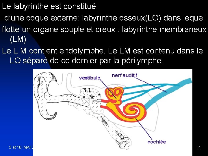 Le labyrinthe est constitué d’une coque externe: labyrinthe osseux(LO) dans lequel flotte un organe