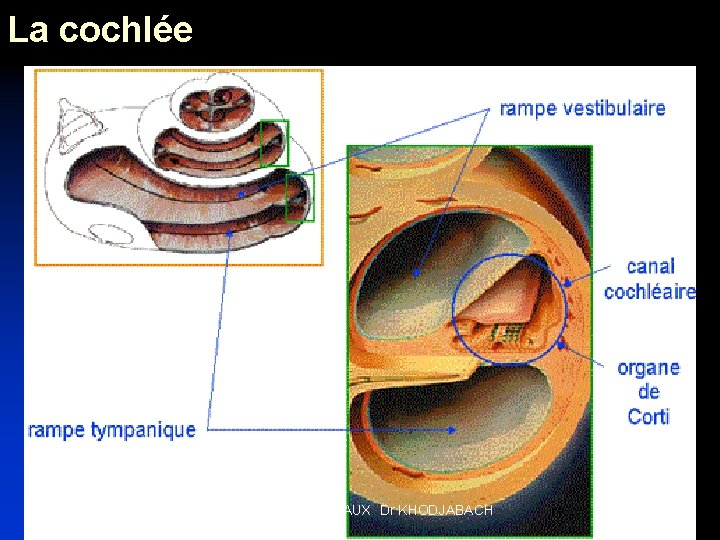 La cochlée 3 et 18 MAI 2006 CH MEAUX Dr KHODJABACH 7 
