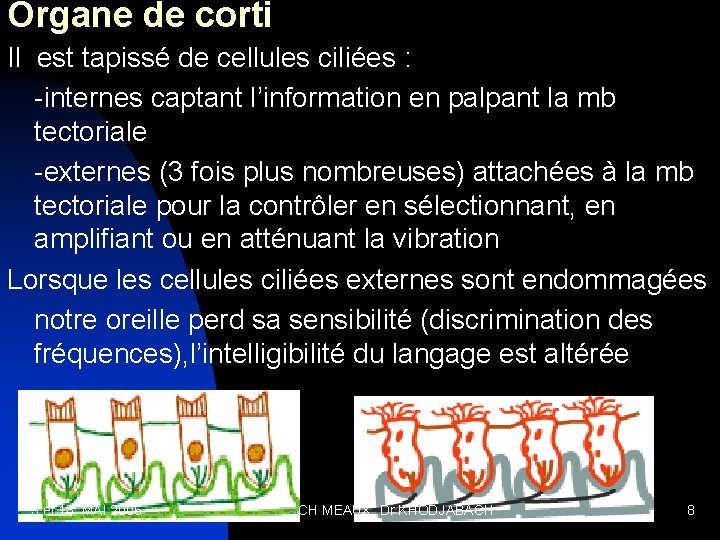 Organe de corti Il est tapissé de cellules ciliées : -internes captant l’information en