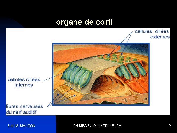 organe de corti 3 et 18 MAI 2006 CH MEAUX Dr KHODJABACH 9 
