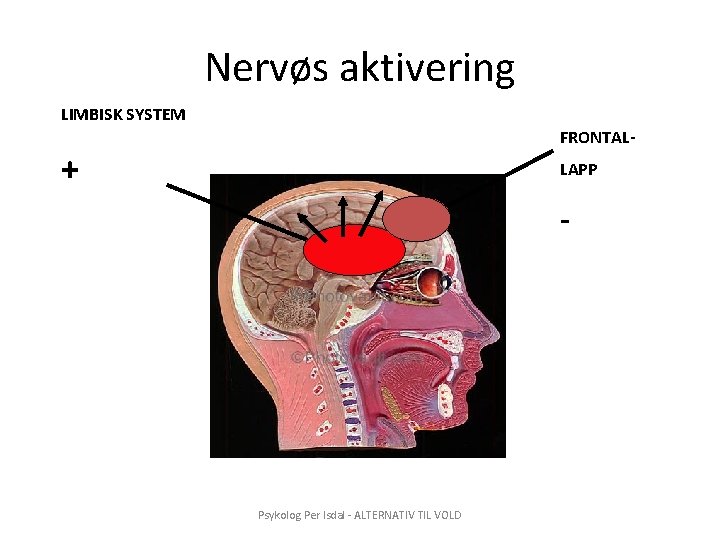 Nervøs aktivering LIMBISK SYSTEM FRONTAL- + LAPP - Psykolog Per Isdal - ALTERNATIV TIL