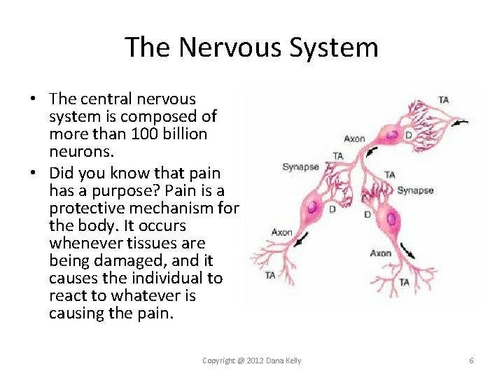 The Nervous System • The central nervous system is composed of more than 100