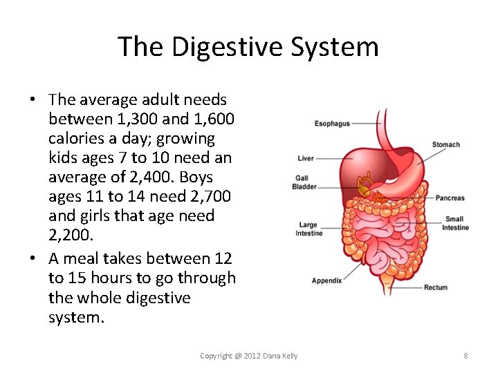 The Digestive System • The average adult needs between 1, 300 and 1, 600