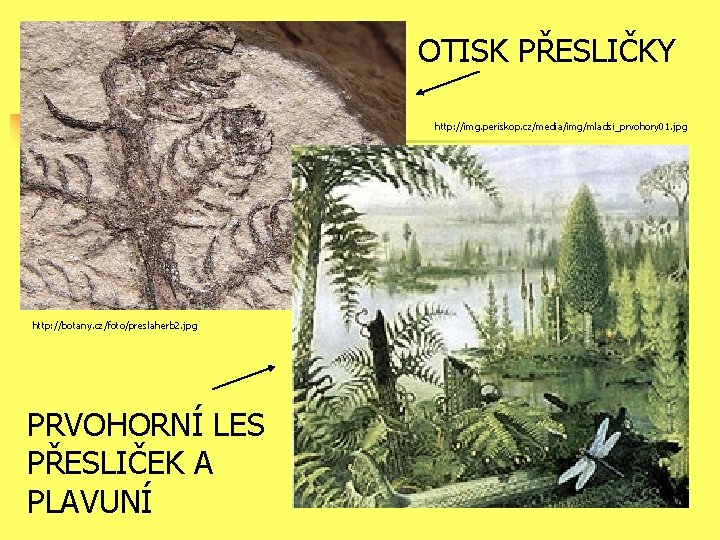 OTISK PŘESLIČKY http: //img. periskop. cz/media/img/mladsi_prvohory 01. jpg http: //botany. cz/foto/preslaherb 2. jpg PRVOHORNÍ