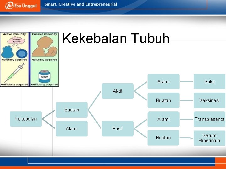 Kekebalan Tubuh Alami Sakit Buatan Vaksinasi Alami Transplasenta Buatan Serum Hiperimun Aktif Buatan Kekebalan