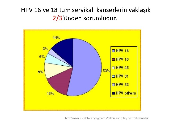  HPV 16 ve 18 tüm servikal kanserlerin yaklaşık 2/3’ünden sorumludur. http: //www. burclab.