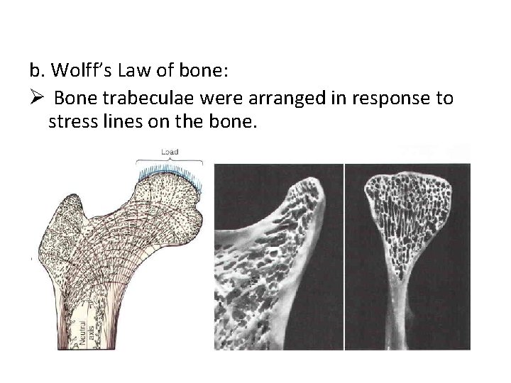 b. Wolff’s Law of bone: Ø Bone trabeculae were arranged in response to stress