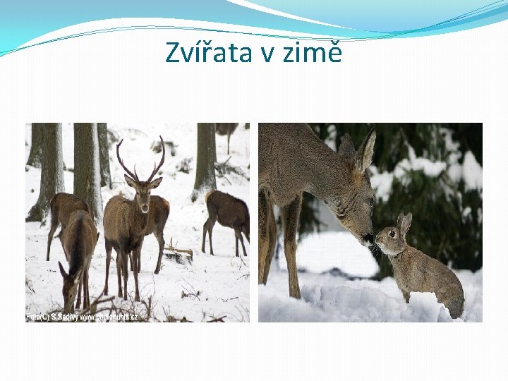 Zvířata v zimě 