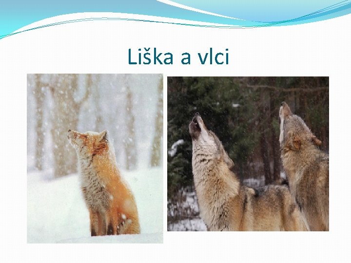 Liška a vlci 