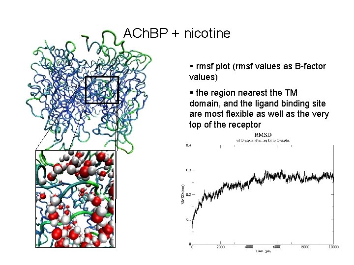 ACh. BP + nicotine § rmsf plot (rmsf values as B-factor values) § the
