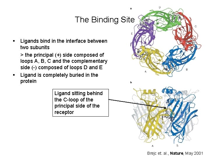 The Binding Site § § Ligands bind in the interface between two subunits >