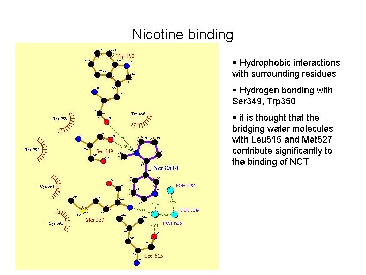 Nicotine binding § Hydrophobic interactions with surrounding residues § Hydrogen bonding with Ser 349,