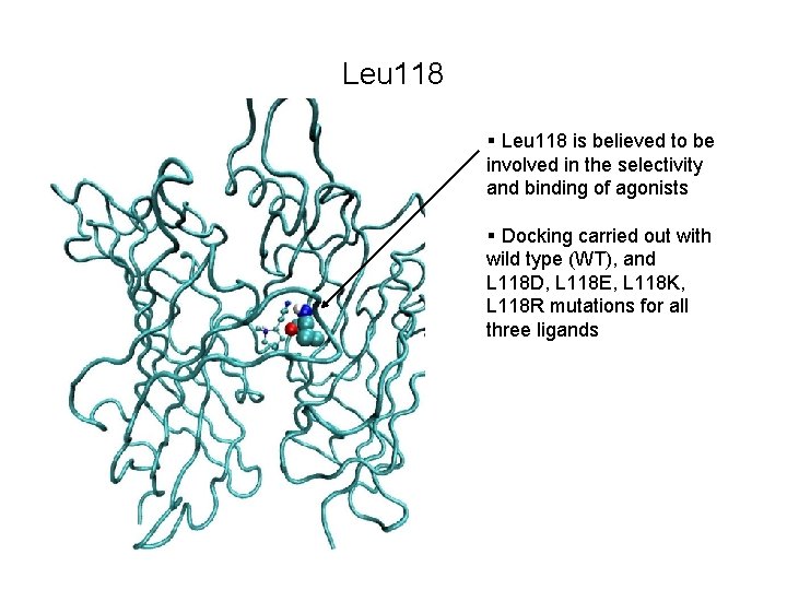 Leu 118 § Leu 118 is believed to be involved in the selectivity and