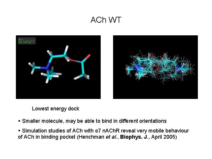 ACh WT Lowest energy dock § Smaller molecule, may be able to bind in