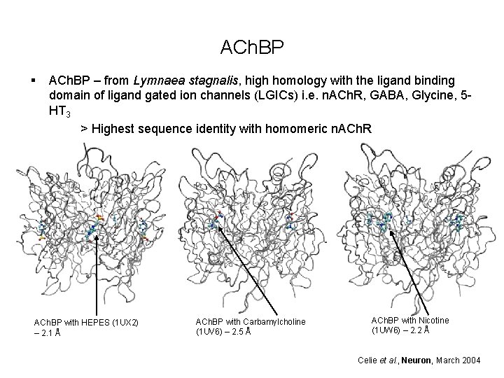 ACh. BP § ACh. BP – from Lymnaea stagnalis, high homology with the ligand