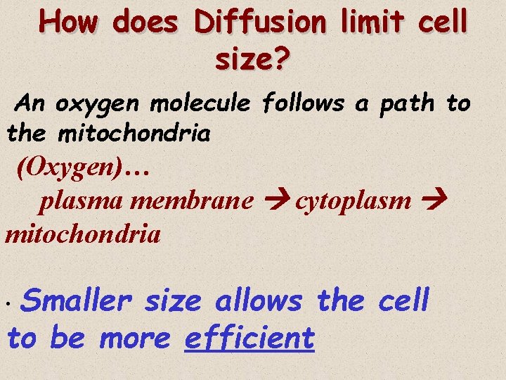 How does Diffusion limit cell size? An oxygen molecule follows a path to the