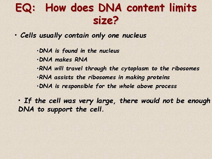 EQ: How does DNA content limits size? • Cells usually contain only one nucleus