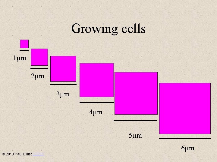 Growing cells 1µm 2µm 3µm 4µm 5µm 6µm © 2010 Paul Billiet ODWS 