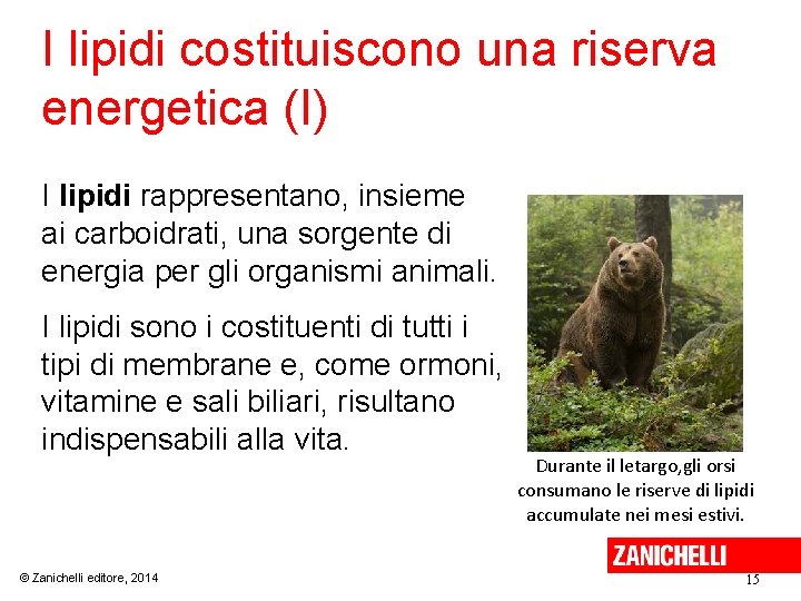 I lipidi costituiscono una riserva energetica (I) I lipidi rappresentano, insieme ai carboidrati, una