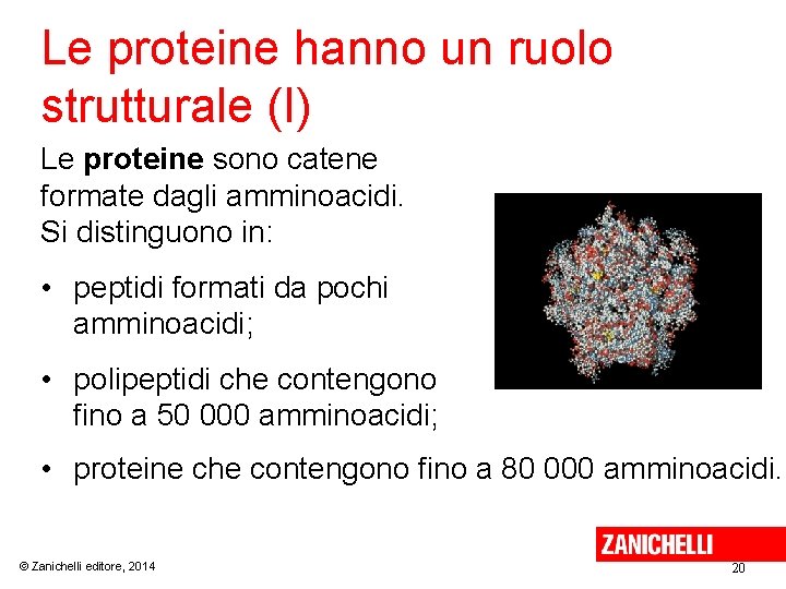 Le proteine hanno un ruolo strutturale (I) Le proteine sono catene formate dagli amminoacidi.