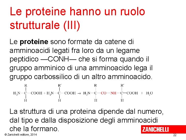 Le proteine hanno un ruolo strutturale (III) Le proteine sono formate da catene di