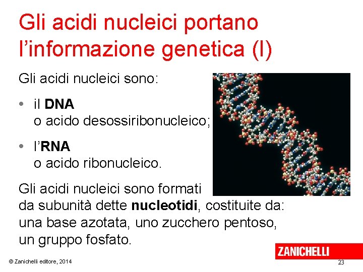 Gli acidi nucleici portano l’informazione genetica (I) Gli acidi nucleici sono: • il DNA