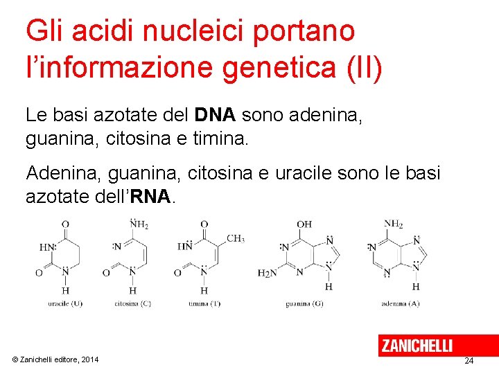 Gli acidi nucleici portano l’informazione genetica (II) Le basi azotate del DNA sono adenina,