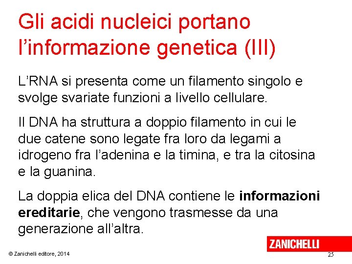 Gli acidi nucleici portano l’informazione genetica (III) L’RNA si presenta come un filamento singolo