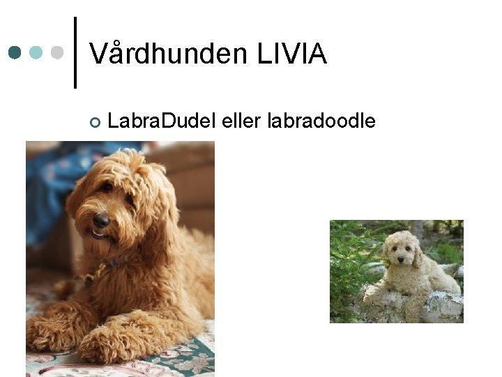 Vårdhunden LIVIA ¢ Labra. Dudel eller labradoodle Vårdhunden LIVIA ¢ Labra. Dudel eller labradoodle
