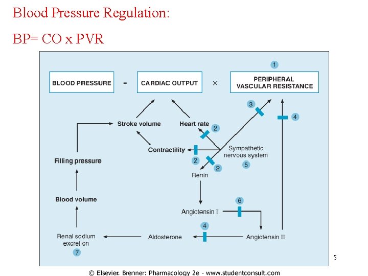 Blood Pressure Regulation: BP= CO x PVR 5 Blood Pressure Regulation: BP= CO x PVR 5