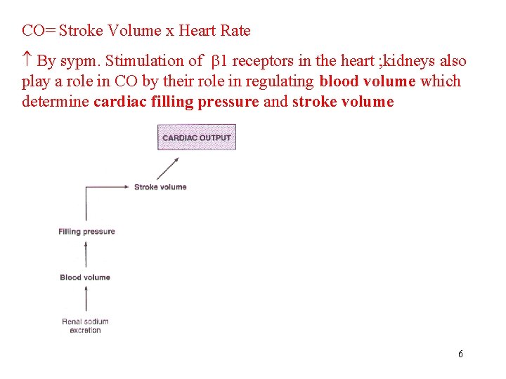 CO= Stroke Volume x Heart Rate By sypm. Stimulation of 1 receptors in the CO= Stroke Volume x Heart Rate By sypm. Stimulation of 1 receptors in the
