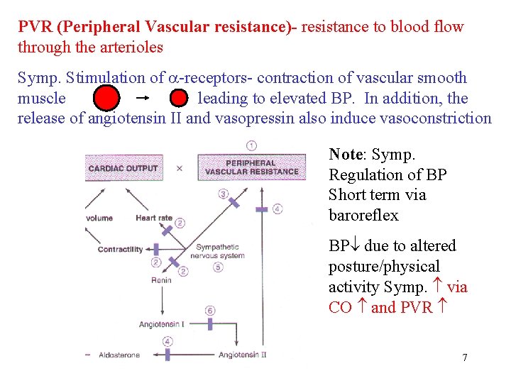 PVR (Peripheral Vascular resistance)- resistance to blood flow through the arterioles Symp. Stimulation of PVR (Peripheral Vascular resistance)- resistance to blood flow through the arterioles Symp. Stimulation of