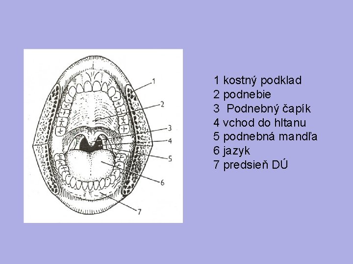 1 kostný podklad 2 podnebie 3 Podnebný čapík 4 vchod do hltanu 5 podnebná