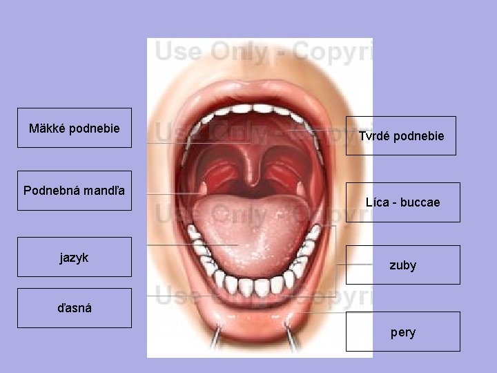 Mäkké podnebie Podnebná mandľa jazyk Tvrdé podnebie Líca - buccae zuby ďasná pery 