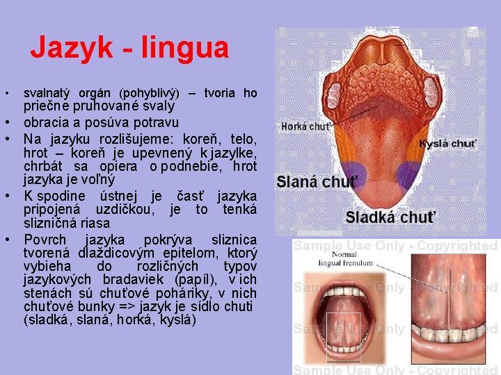 Jazyk - lingua • • • svalnatý orgán (pohyblivý) – tvoria ho priečne pruhované